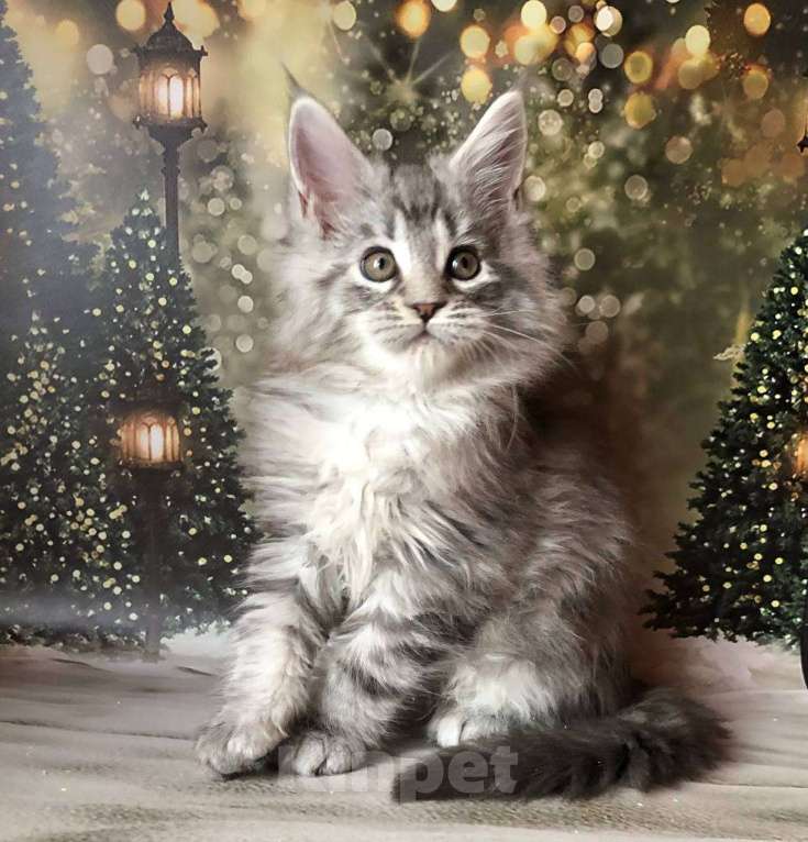 Кошки в Санкт-Петербурге: Котик мейн кун чёрный мраморный серебряный Мальчик, 45 000 руб. - фото 4