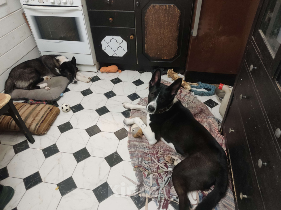 Собаки в Санкт-Петербурге: Ищем хозяина Мальчик, Бесплатно - фото 7