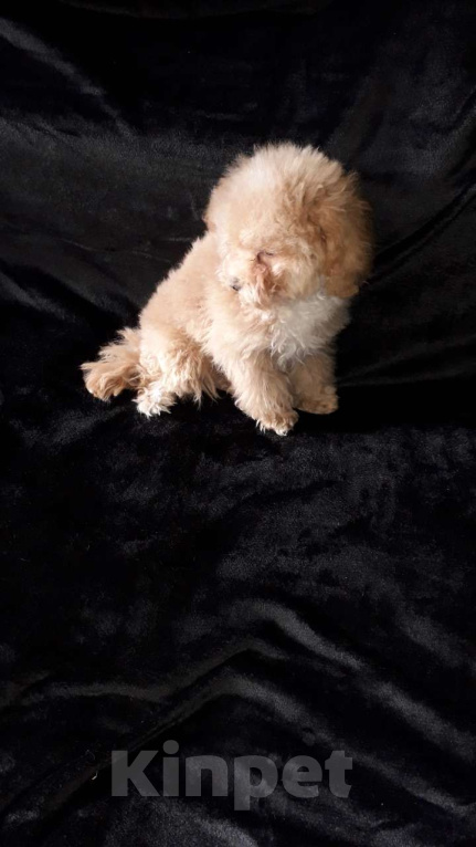 Собаки в Москве: Мини мальтипу  Мальчик, 38 000 руб. - фото 2