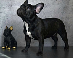 Собаки в Санкт-Петербурге: Щенки французского бульдога Девочка, 65 000 руб. - фото 5