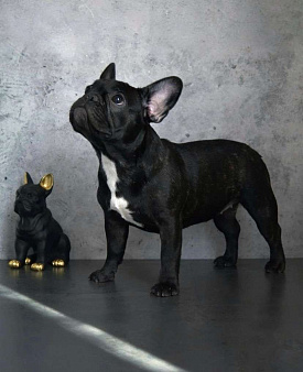 Щенки французского бульдога от питомника  ORHIDE D'ORE (FCI)