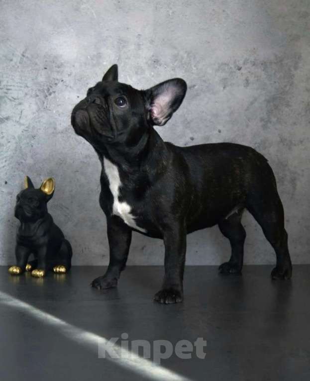 Собаки в Санкт-Петербурге: Щенки французского бульдога Девочка, 65 000 руб. - фото 5