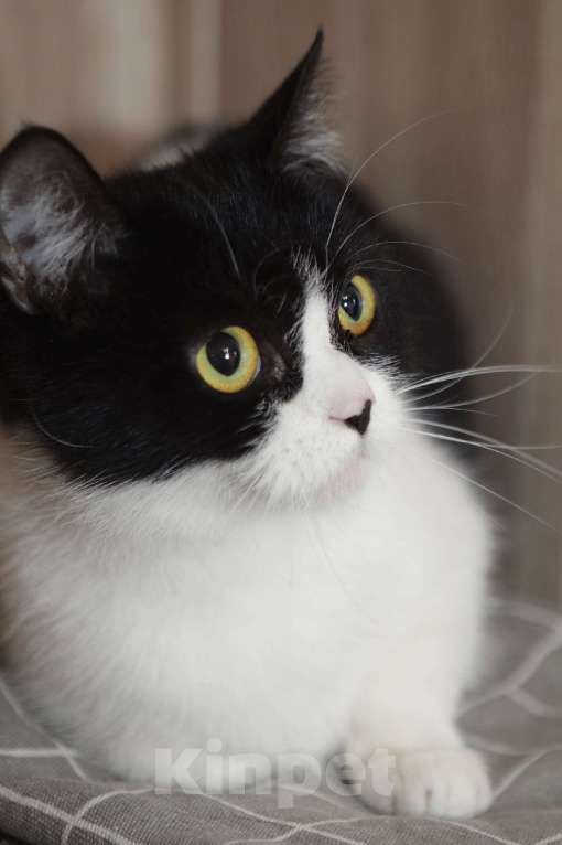 Кошки в Санкт-Петербурге: Кошка Мэри  Девочка, Бесплатно - фото 1