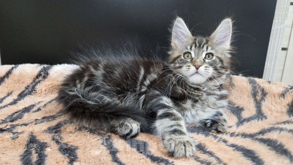 Кошки в Ижевске: Котята мейн-кун Мальчик, 65 000 руб. - фото 5