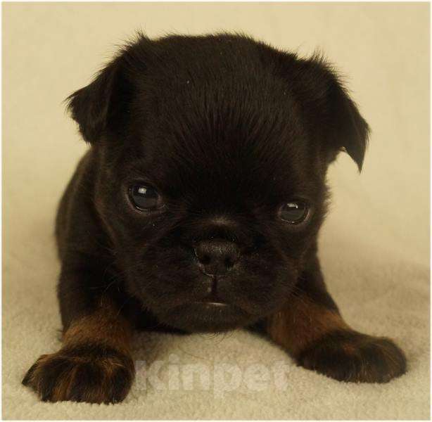 Собаки в Москве: ОНИКС Мальчик, 90 000 руб. - фото 2