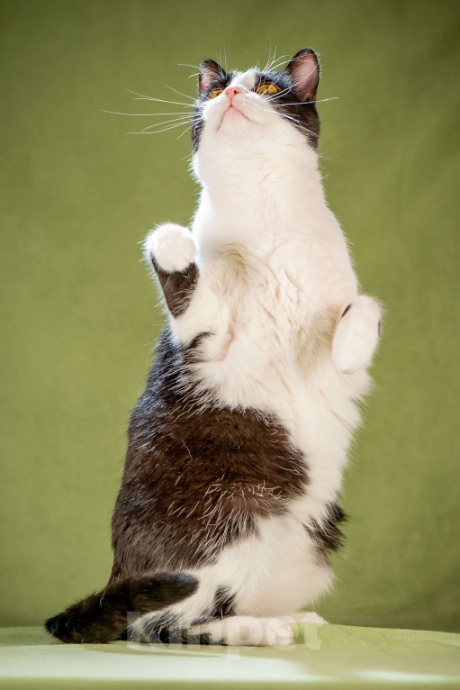 Кошки в Клине: Мамуля — кошка, достойная самой нежной любви Девочка, Бесплатно - фото 2