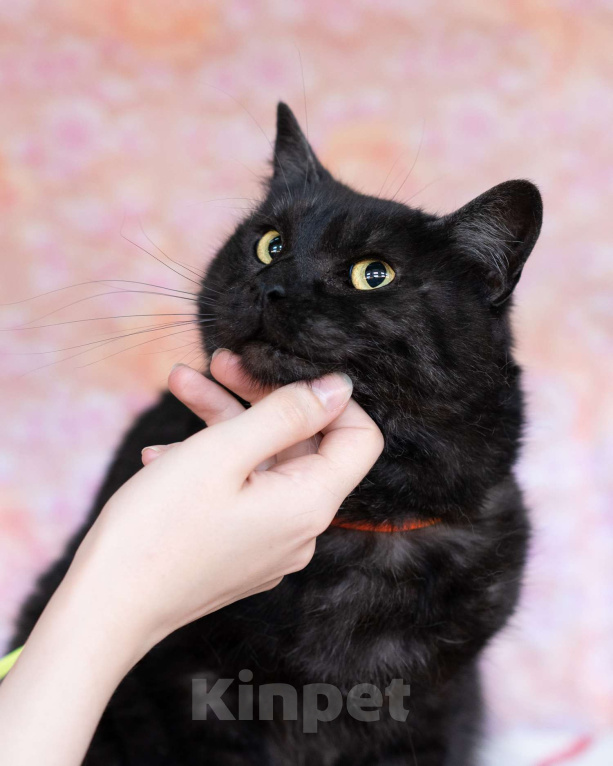 Кошки в Москве: Ласковый котик в добрые руки Мальчик, Бесплатно - фото 10