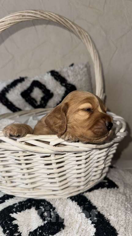 Собаки в Оренбурге: Мальчик - самый темный  Мальчик, 25 000 руб. - фото 3