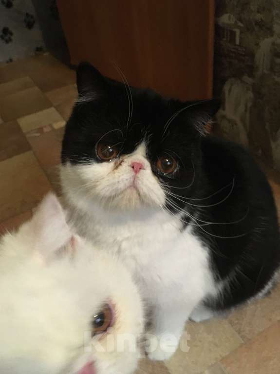 Кошки в Барнауле: Tomarin Тигрис Мальчик, 30 000 руб. - фото 3