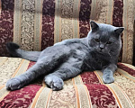 Кошки в Курске: Вязка (Феликс, 1 000 руб. - фото 3