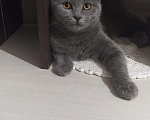 Кошки в Спасске: Кот, 5 000 руб. - фото 2