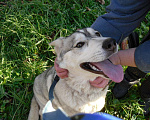 Собаки в Бронницах: Хаски ищет хозяина Девочка, Бесплатно - фото 7