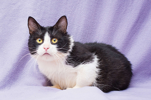 Котик Крошик в добрые руки