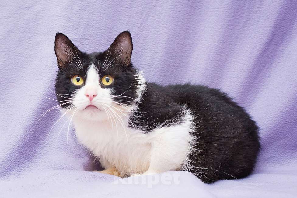 Кошки в Москве: Котик Крошик в добрые руки Мальчик, Бесплатно - фото 1