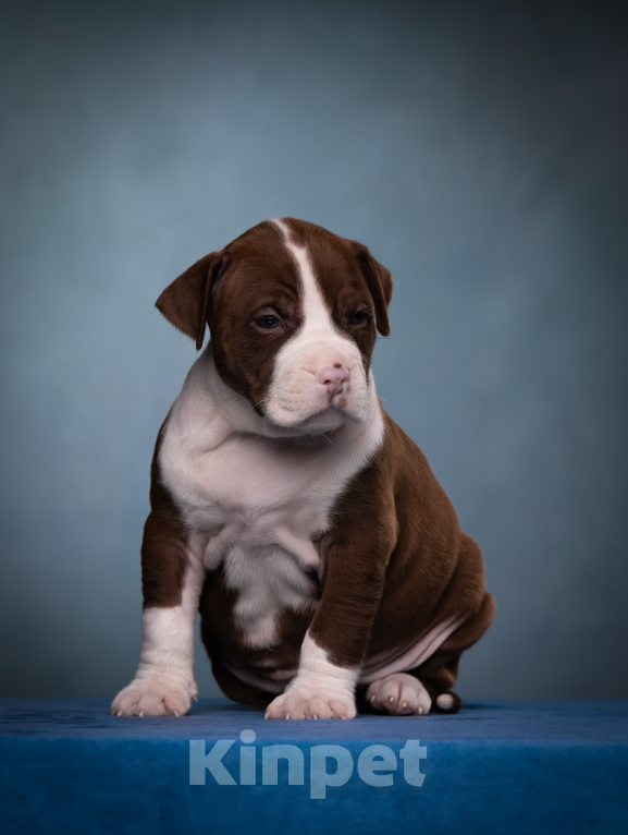 Собаки в других городах Ленинградской области: Щенки американского питбультерьера Мальчик, 80 000 руб. - фото 1