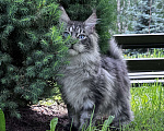 Кошки в Москве: Котёнок мейн-кун мальчик Veyron Lexy — глаза цвета неба и шерсть, в которую хочется зарыться Мальчик, 135 000 руб. - фото 9