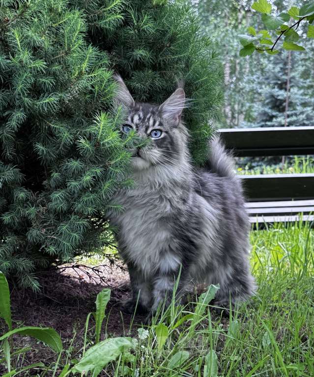 Кошки в Москве: Котёнок мейн-кун мальчик Veyron Lexy — глаза цвета неба и шерсть, в которую хочется зарыться Мальчик, 135 000 руб. - фото 9