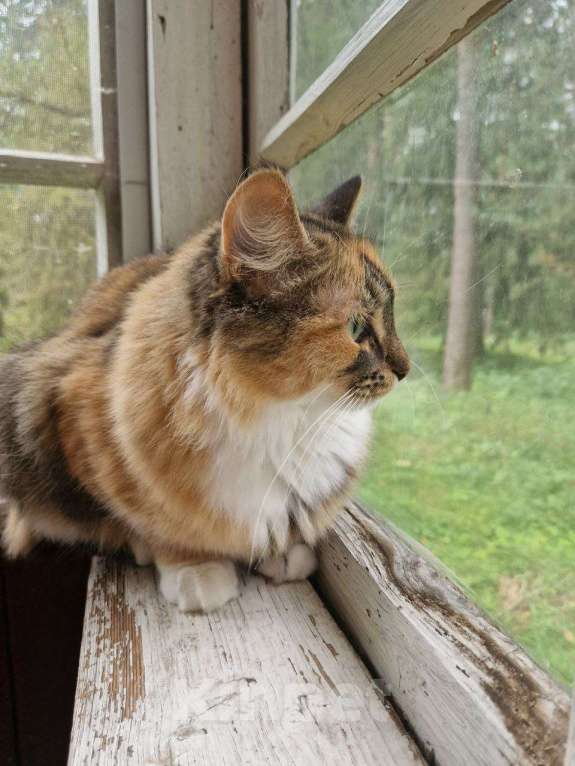 Кошки в Москве: Робкая, игривая, чистоплотная, красавица - идеальная кошь ищет дом Девочка, Бесплатно - фото 3