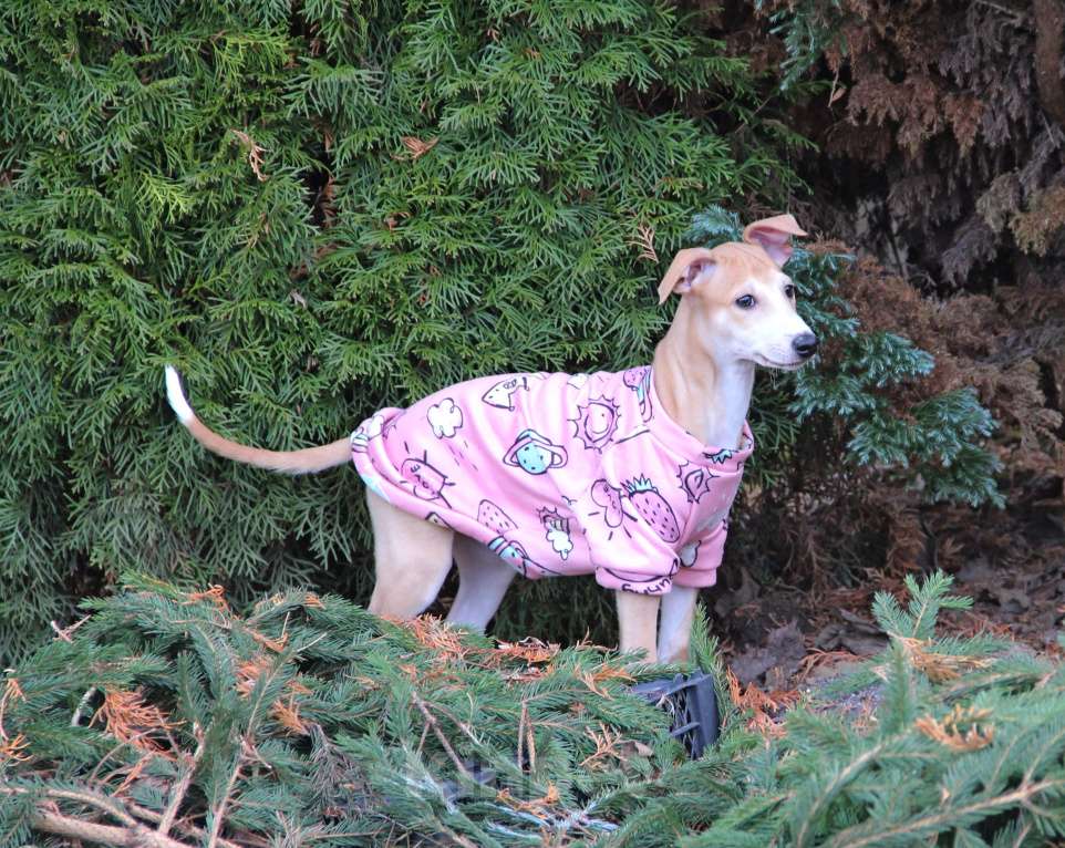 Собаки в Москве: Щенок уиппета от пары мультичемпионов  Мальчик, 90 000 руб. - фото 2