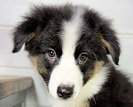 Собаки в других городах Московской области: Щенки Австралийской овчарки Девочка, Бесплатно - фото 3