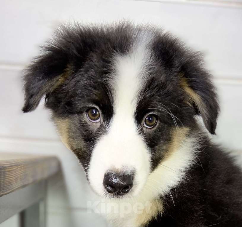 Собаки в других городах Московской области: Щенки Австралийской овчарки Девочка, Бесплатно - фото 3