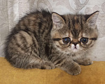 Кошки в Новосибирске: Экзотическая короткошерстная девочка Девочка, 30 000 руб. - фото 2