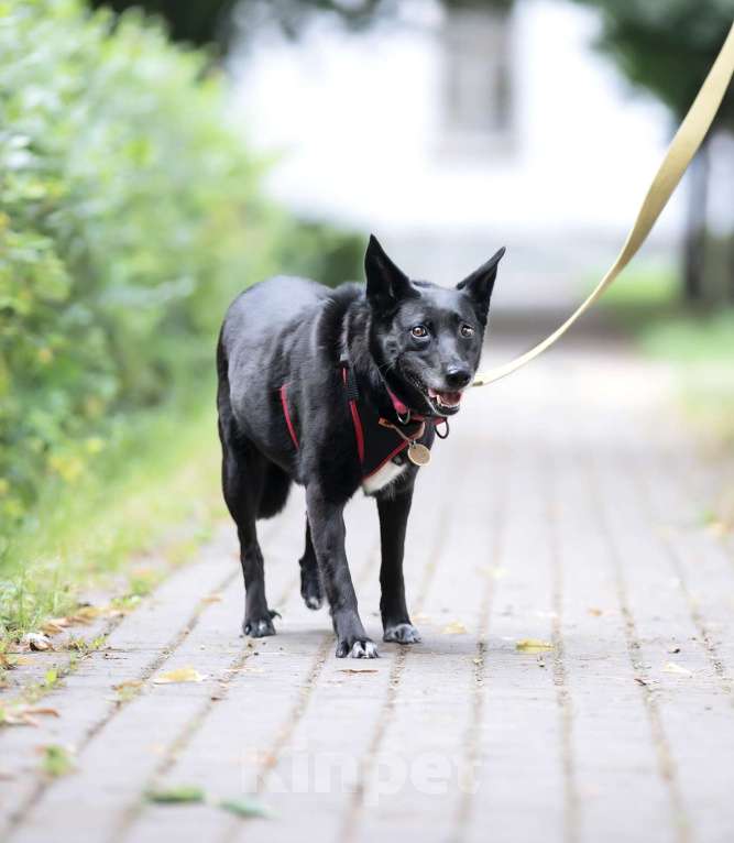 Собаки в Москве: Малышка Риджи ищет дом! Девочка, Бесплатно - фото 4