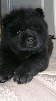 Объявление: Продается щенок Чау , 45 000 руб., Прокопьевск