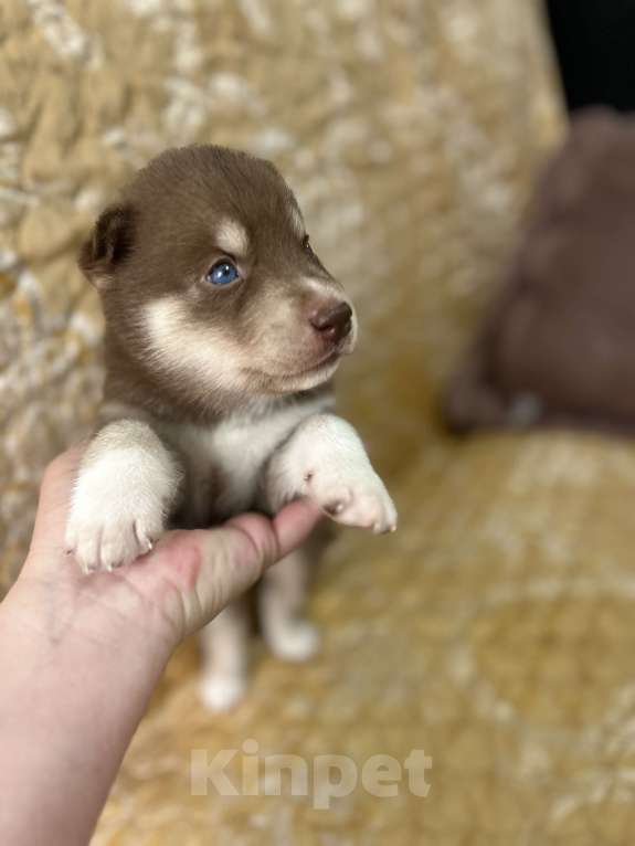 Собаки в Барнауле: Малыши сибирской хаски Мальчик, Бесплатно - фото 8