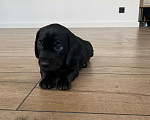 Собаки в других городах Московской области: Щенок таксы мальчик чёрный с белым галстуком Мальчик, 20 000 руб. - фото 2