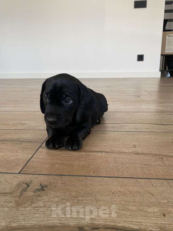 Собаки в других городах Московской области: Щенок таксы мальчик чёрный с белым галстуком Мальчик, 20 000 руб. - фото 2