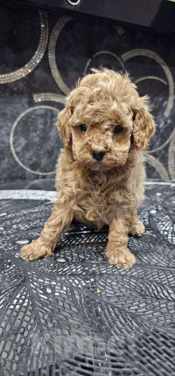 Собаки в Перми: Щенки Той Пуделя!! Мальчик, 85 000 руб. - фото 7