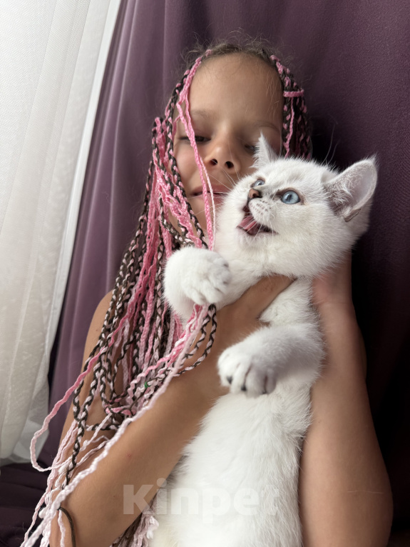 Кошки в Одинцово: Британские короткошерстные котята Разнополые, 25 000 руб. - фото 6