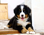 Собаки в Москве: Бернский Зенненхунд щенок Мальчик, Бесплатно - фото 4