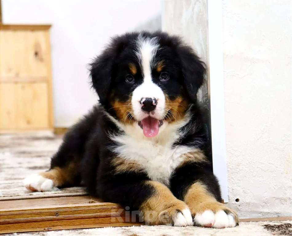 Собаки в Москве: Бернский Зенненхунд щенок Мальчик, Бесплатно - фото 4
