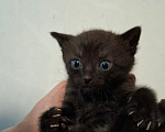 Кошки в Санкт-Петербурге: котята. коты и кошечки. есть пушистые. Разнополые, Бесплатно - фото 2