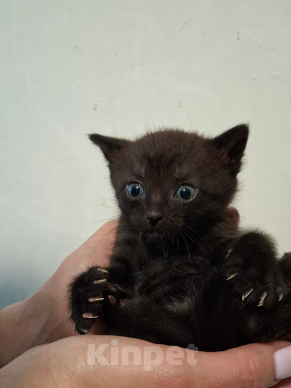 Кошки в Санкт-Петербурге: котята. коты и кошечки. есть пушистые. Разнополые, Бесплатно - фото 2