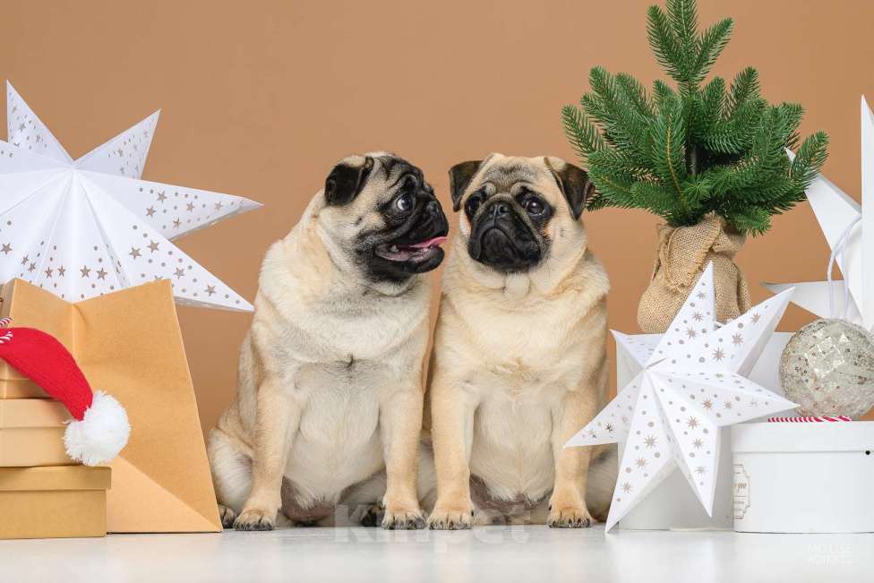 Собаки в Ижевске: Мопсы Девочка, 50 000 руб. - фото 1