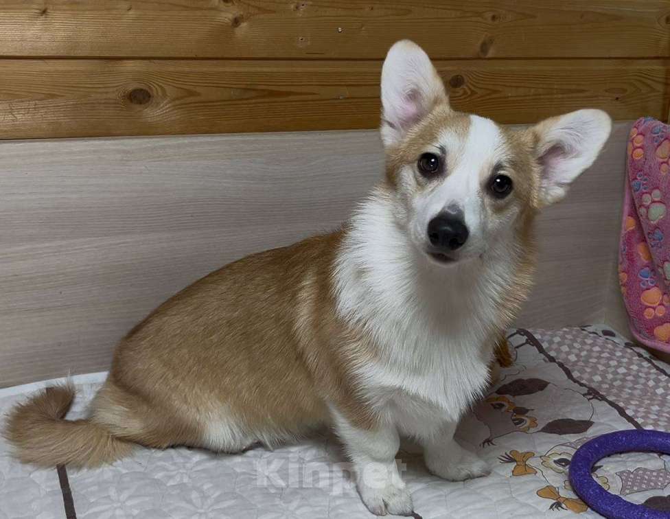 Собаки в Москве: Вельш корги пемброк девочка с хвостиком Девочка, 25 000 руб. - фото 1
