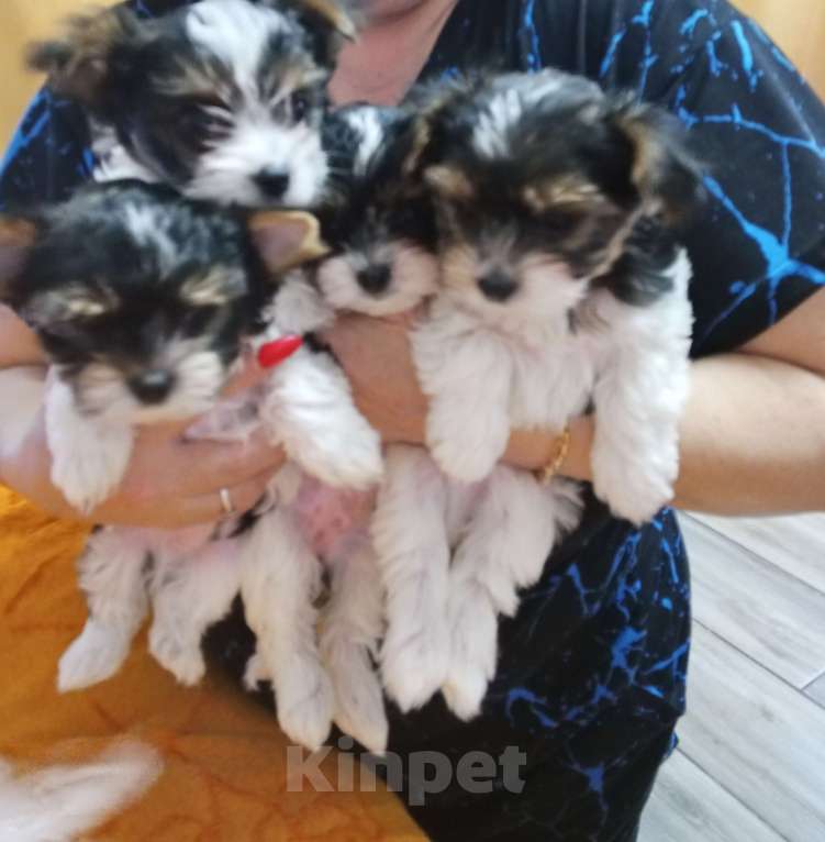 Собаки в Азове: Щенки бивер терьера три мальчика и одна девочка Разнополые, Бесплатно - фото 3