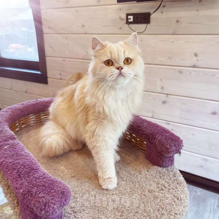 Кошки в Санкт-Петербурге: Кремовый котик Мальчик, 1 000 руб. - фото 3