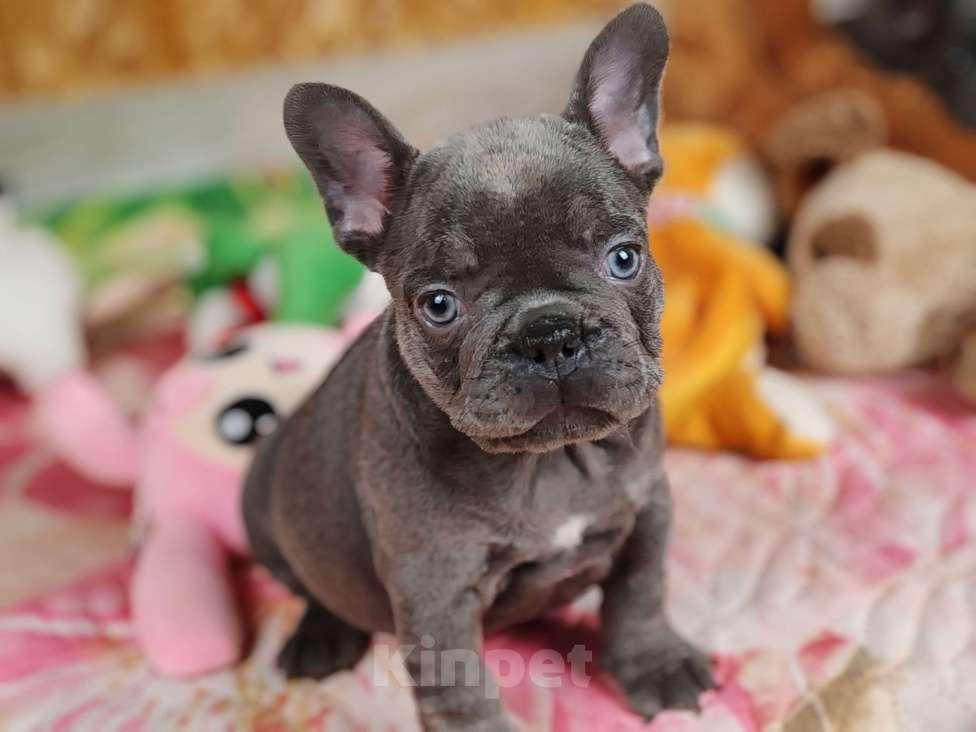 Собаки в Санкт-Петербурге: Шикарный лиловый мальчик  Мальчик, 80 000 руб. - фото 3