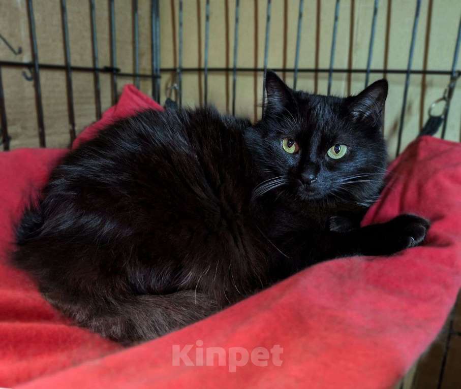 Кошки в Москве: Роскошная чёрная кошка Тучка в добрые руки  Девочка, Бесплатно - фото 3