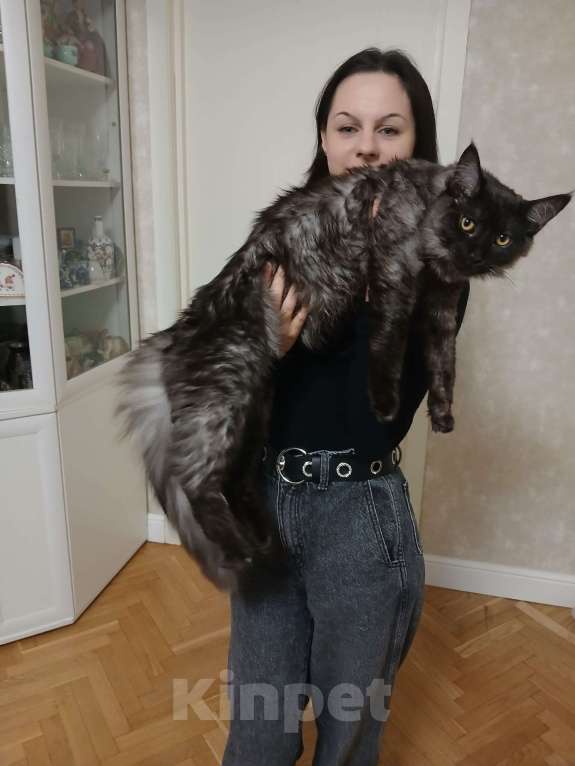Кошки в Москве: Котята мейн-куны с метрикой Разнополые, 35 руб. - фото 5