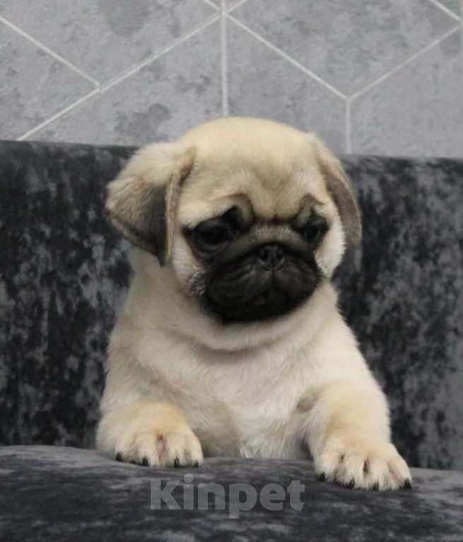 Собаки в Калуге: Щенки мопса Мальчик, 50 000 руб. - фото 3