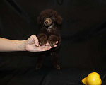 Собаки в Долгопрудном: Щенок пудель той коричневая девочка Девочка, 200 000 руб. - фото 3