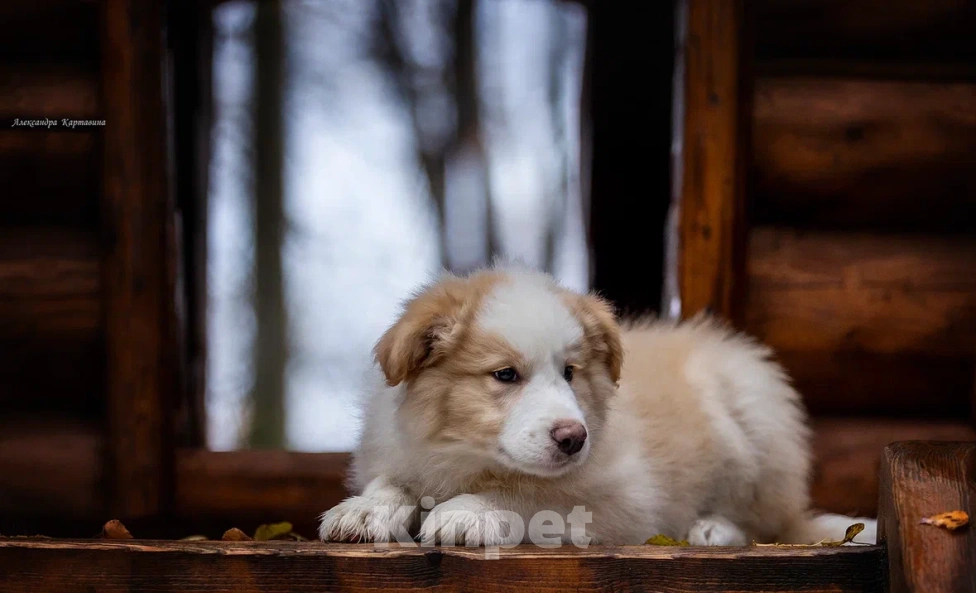Собаки в Ярославле: Гарлем Мальчик, 80 000 руб. - фото 4