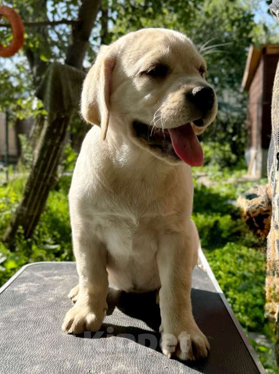Собаки в Солнечногорске: Лабрадор. Девочка палевая с документами РКФ. Девочка, Бесплатно - фото 2