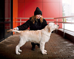 Собаки в Москве: Щенок золотистого ретривера Мальчик, 1 руб. - фото 3