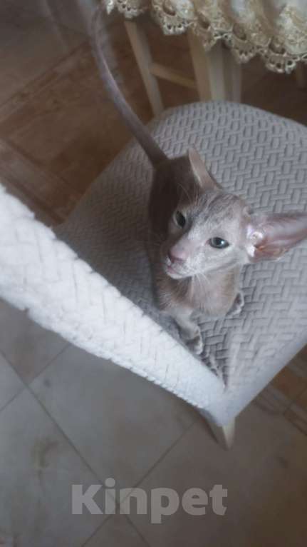 Кошки в Москве: Ориентальный котенок Мальчик, 55 000 руб. - фото 4